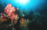 Indonesian Coral Reef
