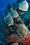Spadefish (Batfish)