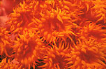 Dendrophylliid coral