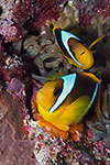Two-banded Anemonefish