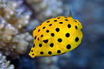 Yellow Boxfish juvenile 