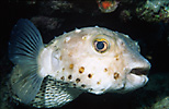 Yellowspotted Burrfish
