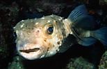 Yellowspotted Burrfish