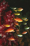 Anthias and soft corals