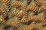 Coral Agaricia 