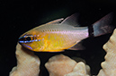 Ring-tailed_Cardinalfish_L2676_28_Triton_Bay