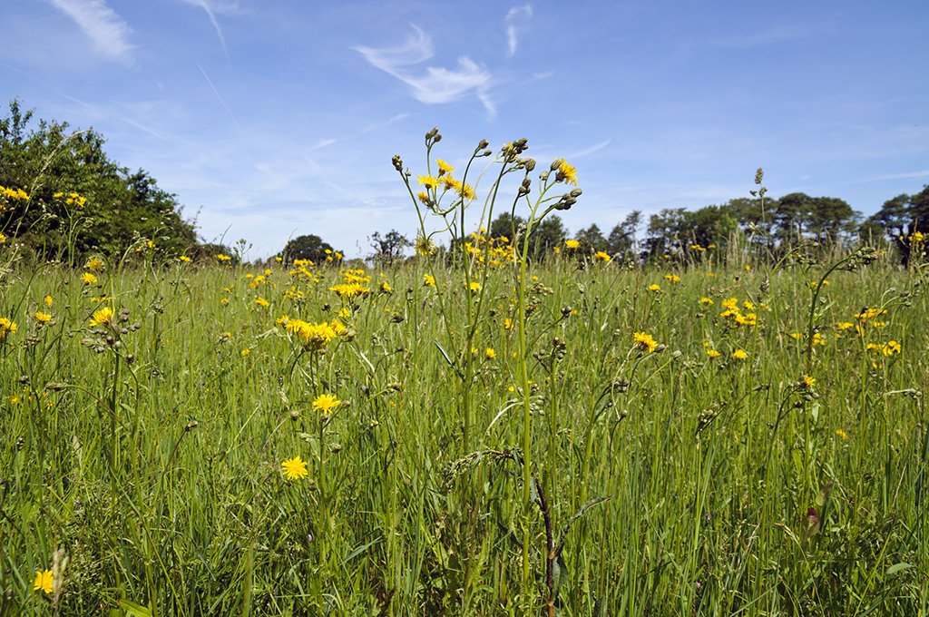 Crepis_biennis_LP0533_08_Weybridge