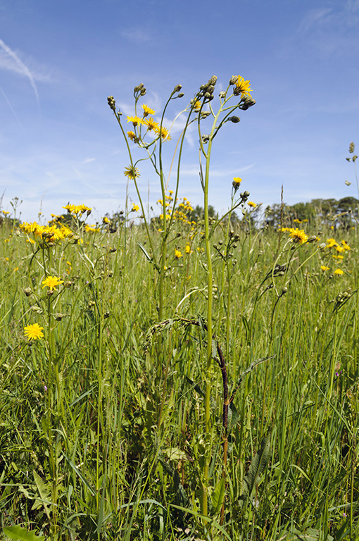 Crepis_biennis_LP0533_09_Weybridge