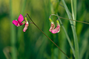 Lathyrus_nissolia_LP0533_01_Weybridge