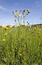 Crepis_biennis_LP0533_09_Weybridge