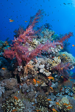 Coral_reef_L2108_33_Ras_Mohammed