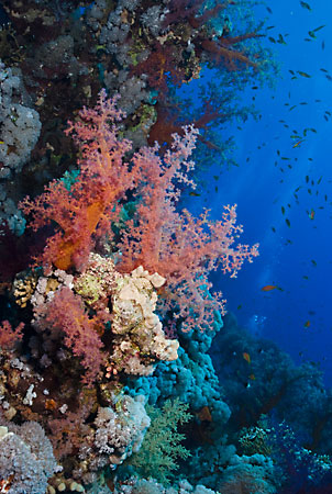 Coral_reef_L2108_35_Ras_Mohammed