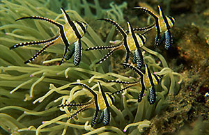 Banggai Cardinalfish