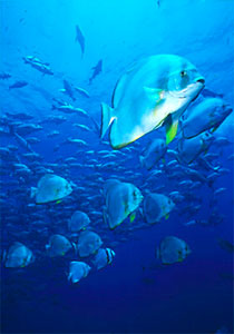 Spadefish (Batfish) shoal