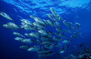 Bigeye Trevally shoal