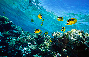 Butterflyfish on Red Sea coral reef