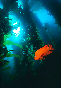 Garibaldi in kelp forest (USA)