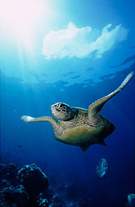 Green Turtle