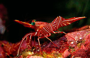 Hinge-beak Shrimp