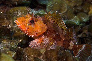 Madeira Scorpionfish
