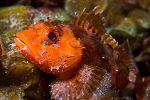 Madeira Scorpionfish