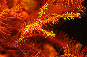 Ornate ghost pipefish