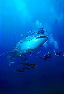 Whale Shark