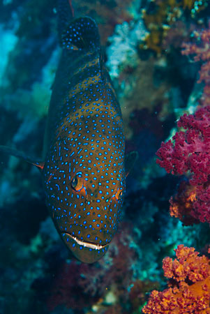 Roving_coralgrouper_L2104_16_Ras_Mohammed
