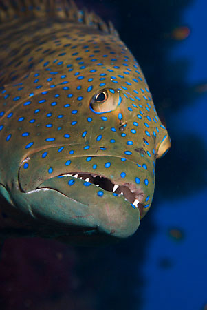 Roving_coralgrouper_L2105_06_Ras_Mohammed