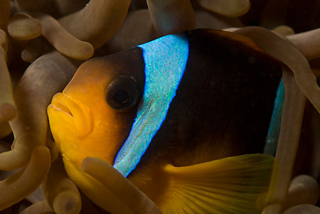 Two-banded_anemonefish_LP2064_18_Nuweiba