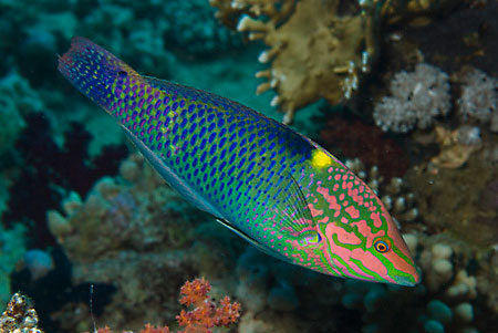 Chequerboard_wrasse_L2088_31_Ras_Mohammed