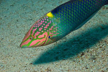 Chequerboard_wrasse_L2091_13_Ras_Mohammed