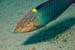 Chequerboard_wrasse_L2091_13_Ras_Mohammed