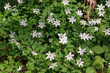 Anemone_Wood_LP0240_16_Staffhurst_Wood