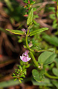 Skullcap_Lesser_LP0289_51_Thursley